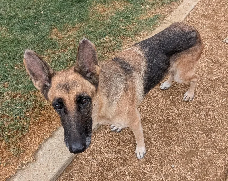 An adult large-sized female German Shepherd Dog dog named Eleanor A for adoption in Plano, TX