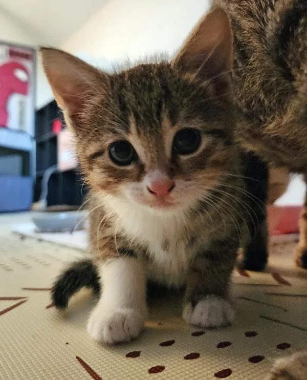 A baby small-sized female Domestic Short Hair cat named Lorna Doone for adoption in Mansfield, MA