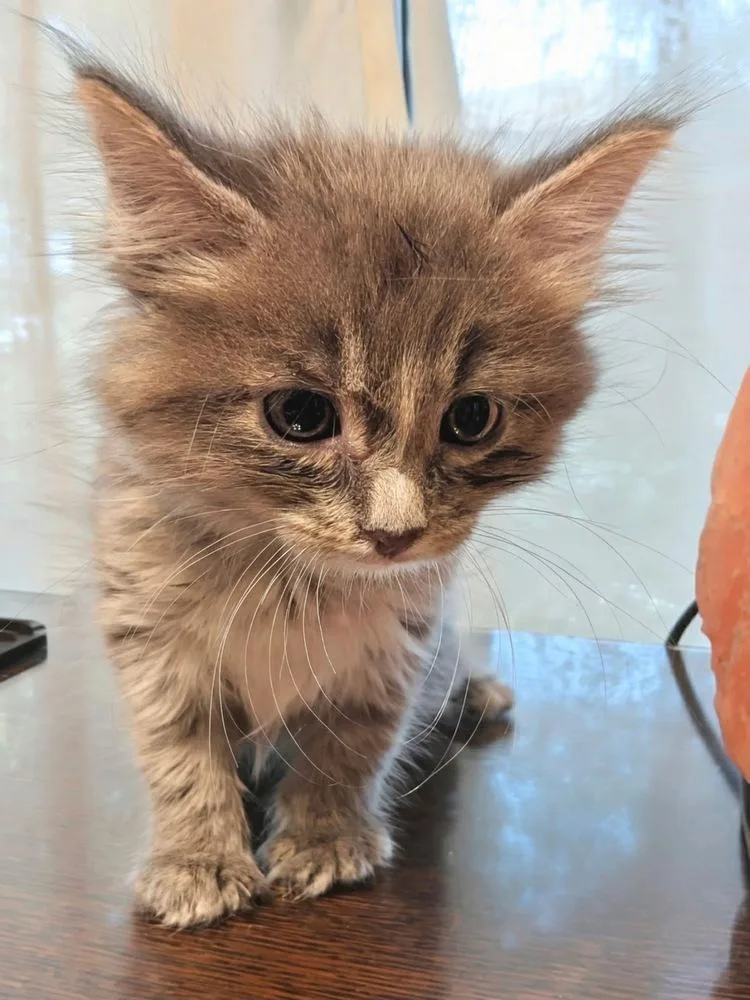 A baby small-sized female Gray / Blue / Silver Domestic Medium Hair cat named Addie for adoption in Shawnee, OK