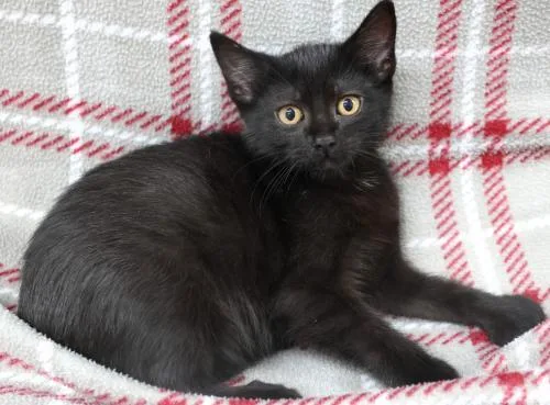 A young medium-sized male Black Domestic Short Hair cat named Xavier for adoption in Thief River Falls, MN