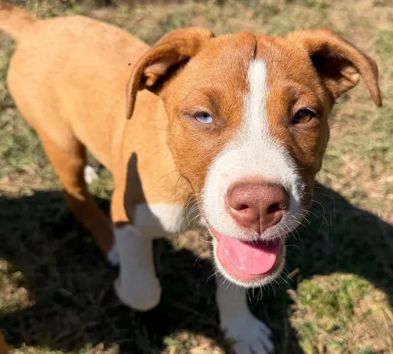 A baby medium-sized female Pit Bull Terrier dog named Nutmeg for adoption in Avon, CT