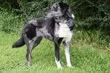 Freda