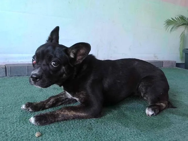 A baby medium-sized female French Bulldog dog named Katya for adoption in Baldwin Park, CA