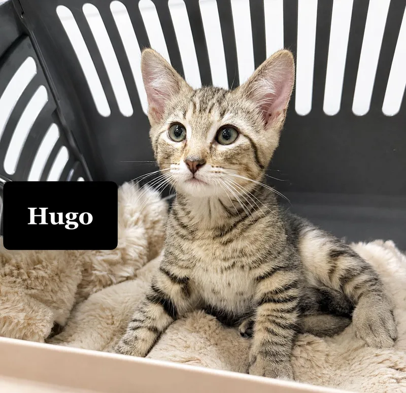 A young small-sized male Tabby (Tiger Striped) Domestic Short Hair cat named Hugo for adoption in Orange, CA
