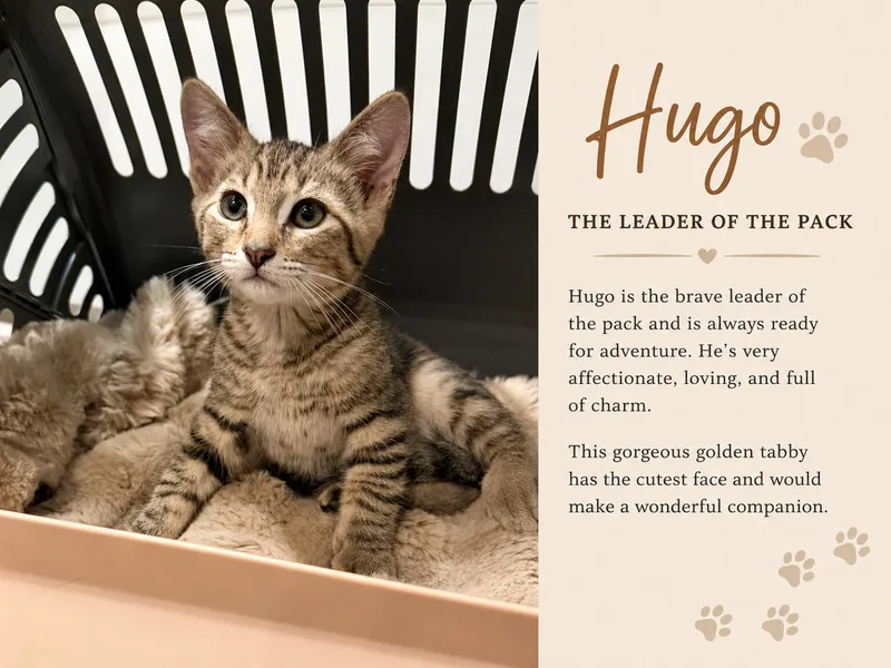 Hugo thumbnail 2