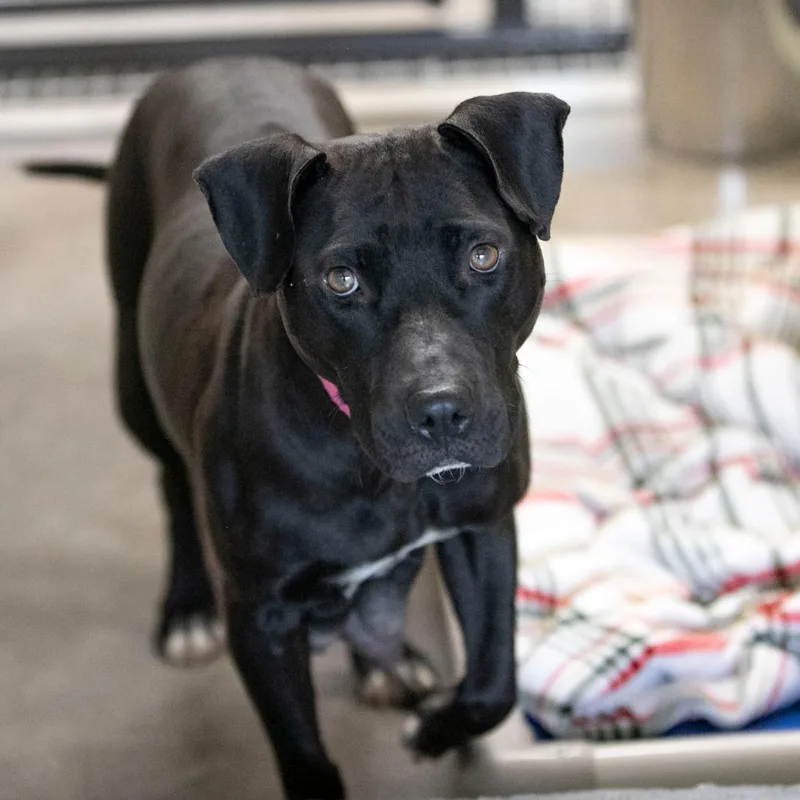 A young medium-sized female Black Labrador Retriever dog named Rosie for adoption in Peyton, CO