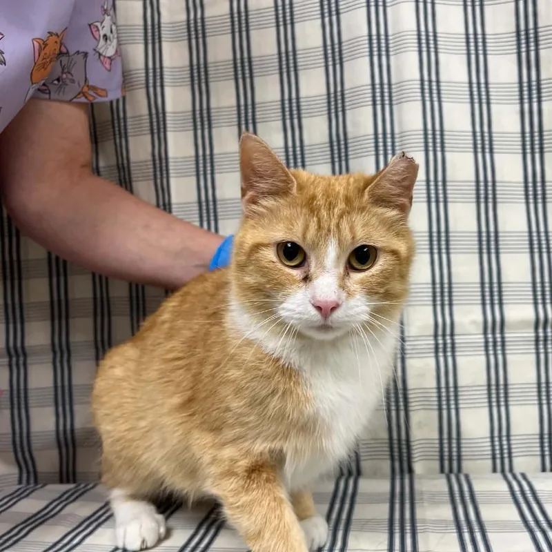 An adult medium-sized female Orange / Red Domestic Short Hair cat named Arcadia for adoption in Lyndhurst, VA