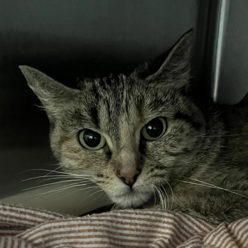 An adult medium-sized female Brown / Chocolate Domestic Short Hair cat named Toni for adoption in Oak Park, IL