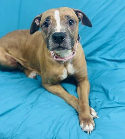 An adult large-sized female Mixed Breed dog named Lelo for adoption in West Chester, PA