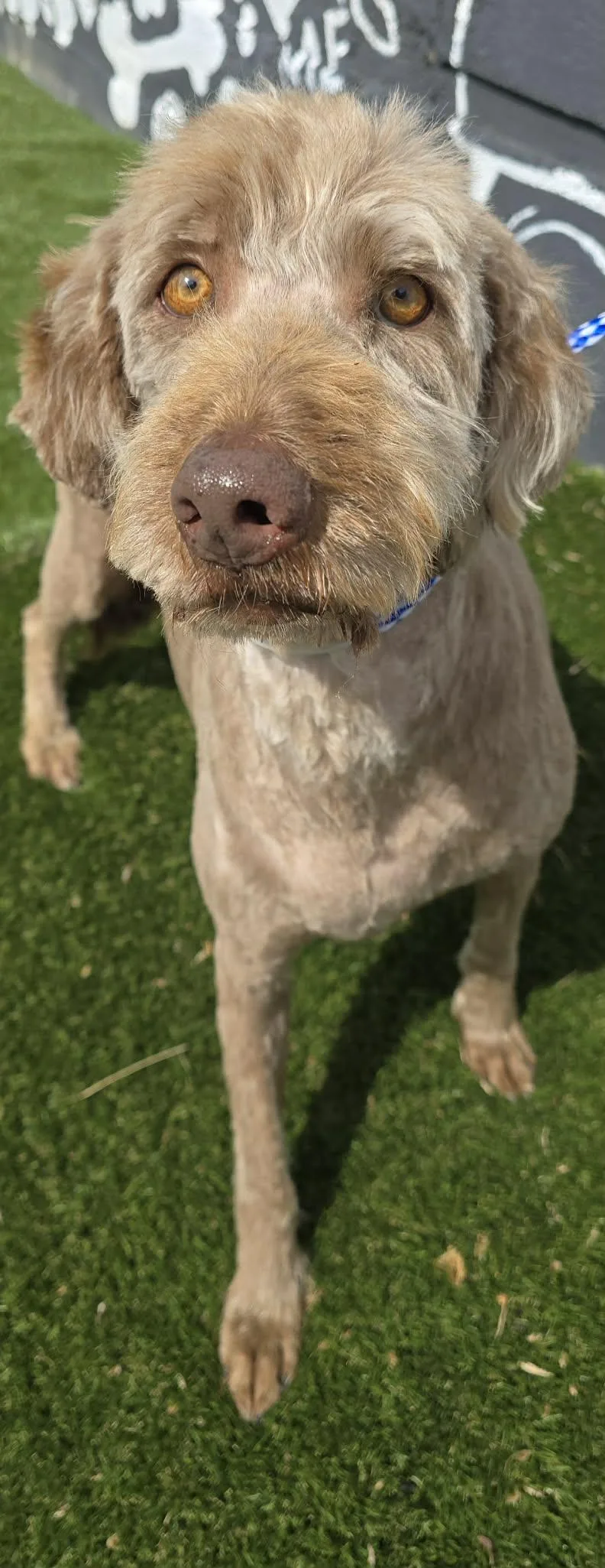 An adult large-sized female Apricot / Beige Goldendoodle dog named Madcap Escapade for adoption in New York, NY