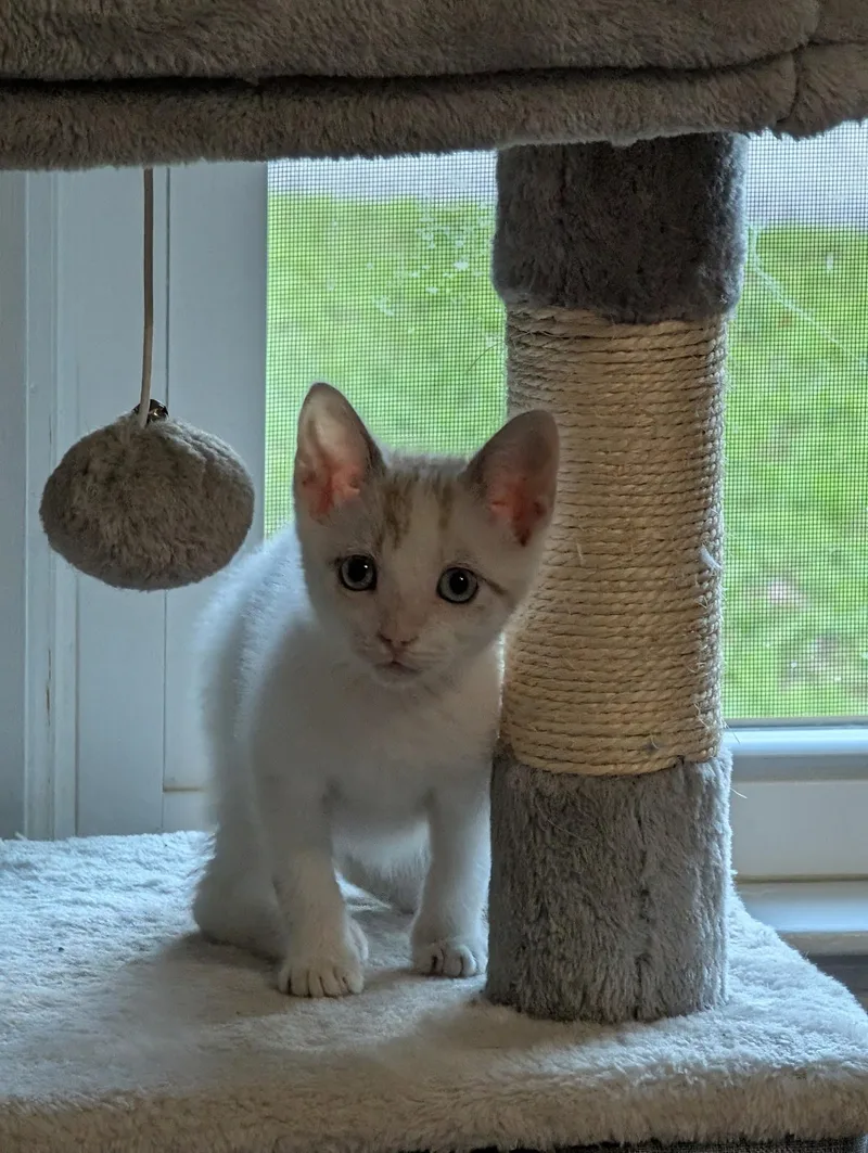 A baby small-sized female White Domestic Short Hair cat named Penelope for adoption in Shrewsbury, MA