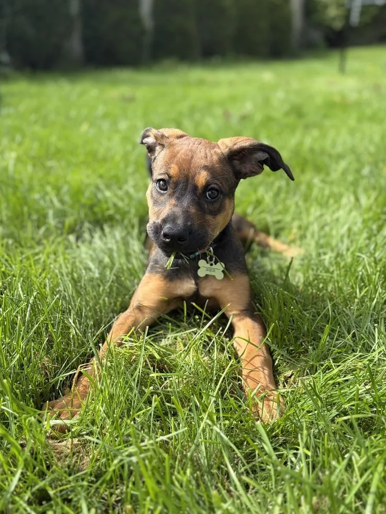 A baby medium-sized female Tricolor (Brown, Black, & White) Shepherd dog named Peach for adoption in Clinton Township, MI