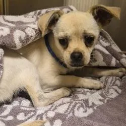 A young small-sized female White / Cream Chihuahua dog named Willow for adoption in Bend, OR