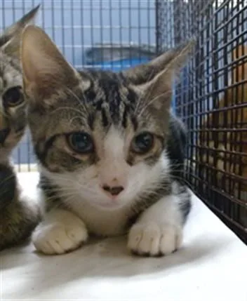 A baby small-sized male Domestic Short Hair cat named Eddie for adoption in Miami, FL