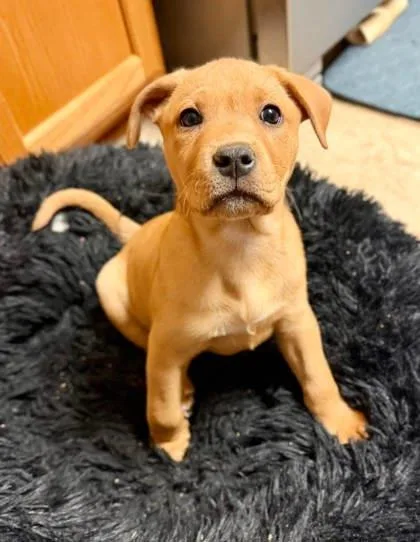 A baby medium-sized female Pit Bull Terrier dog named Booboo for adoption in Malvern, PA