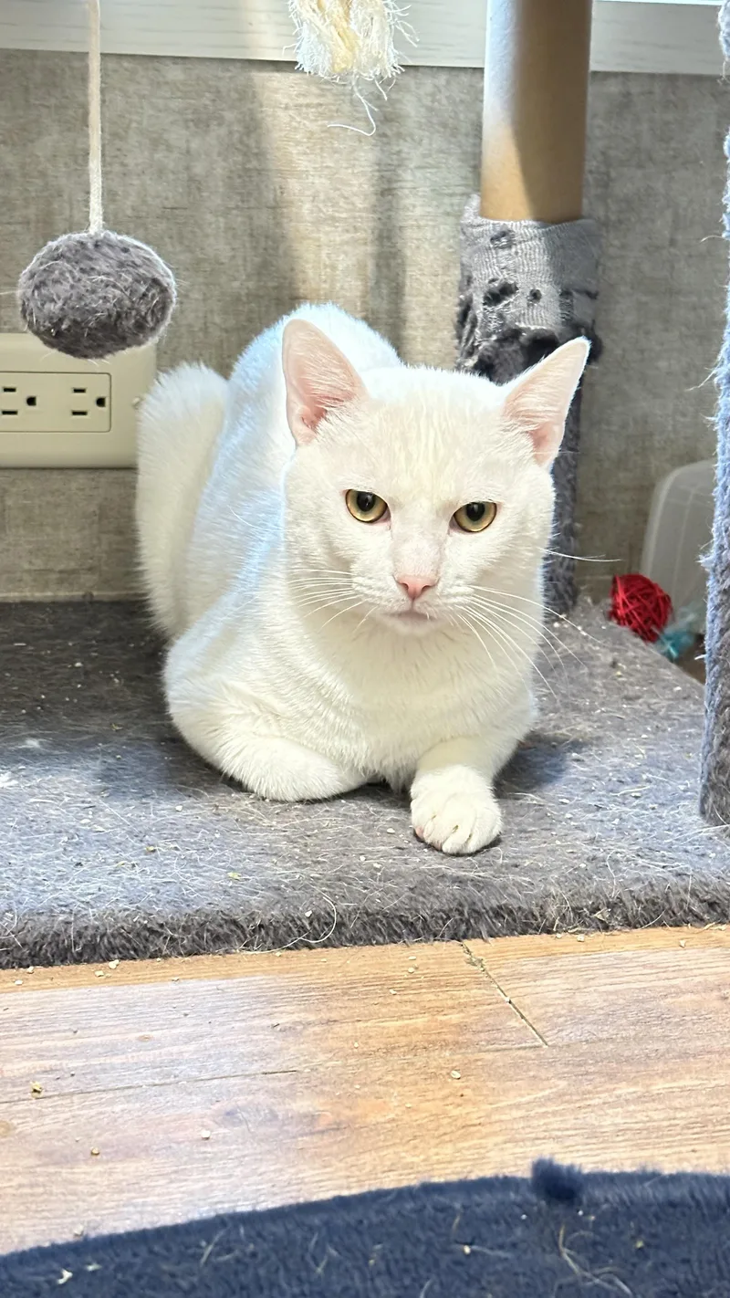 A young medium-sized male American Shorthair cat named Denver for adoption in Live Oak, TX