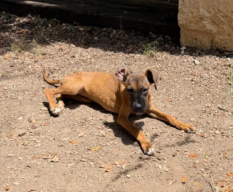A young small-sized female Hound dog named Ace for adoption in Missouri City, TX