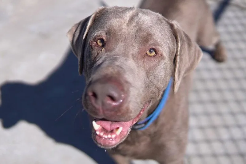 An adult large-sized male Labrador Retriever dog named Remmy for adoption in Knoxville, IA
