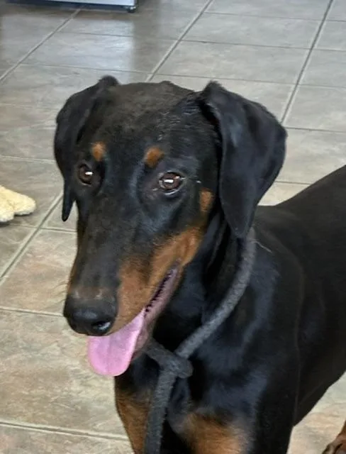 Gemma