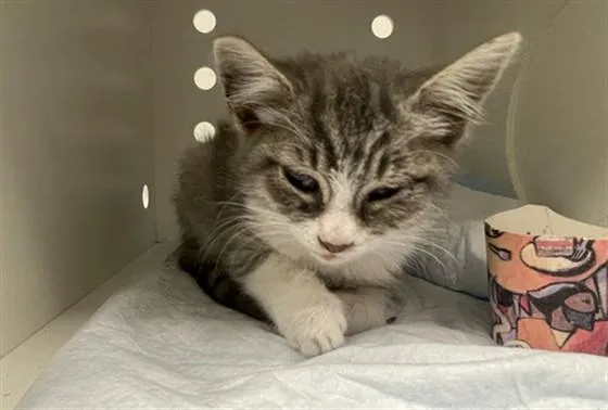 A baby small-sized female Domestic Short Hair cat named Calypso for adoption in Ontario, CA