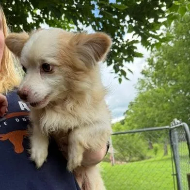 An adult small-sized male Yellow / Tan / Blond / Fawn Mixed Breed dog named Stuart for adoption in Denison, TX