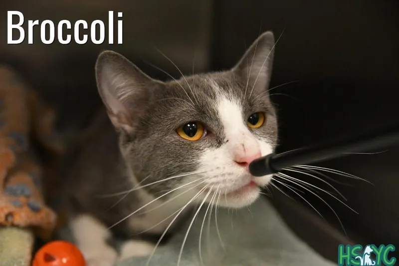 A young medium-sized male Domestic Short Hair cat named Broccoli for adoption in Fort Mill, SC