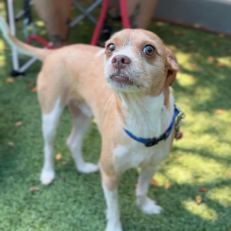 An adult small-sized male Brown / Chocolate Chihuahua dog named Bambi A for adoption in Mission Hills, CA