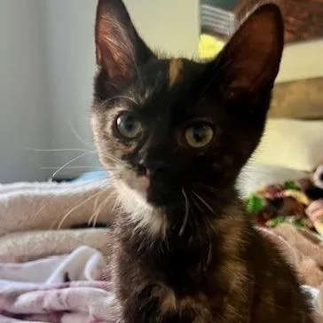 A baby small-sized female Calico Domestic Short Hair cat named Hazel for adoption in Talent, OR
