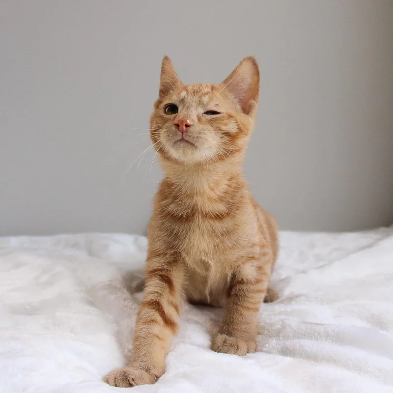 A baby medium-sized male Domestic Short Hair cat named Gambit for adoption in Wayne, NJ