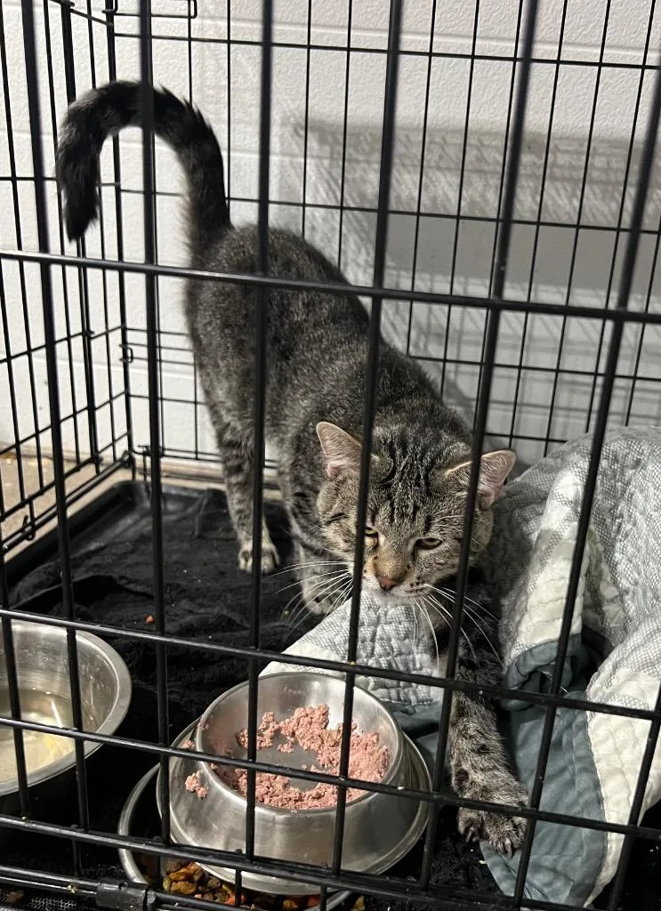 An adult medium-sized male Domestic Short Hair cat named Zero for adoption in Pierceton, IN