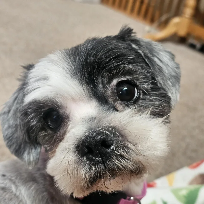 Bumble thumbnail 3