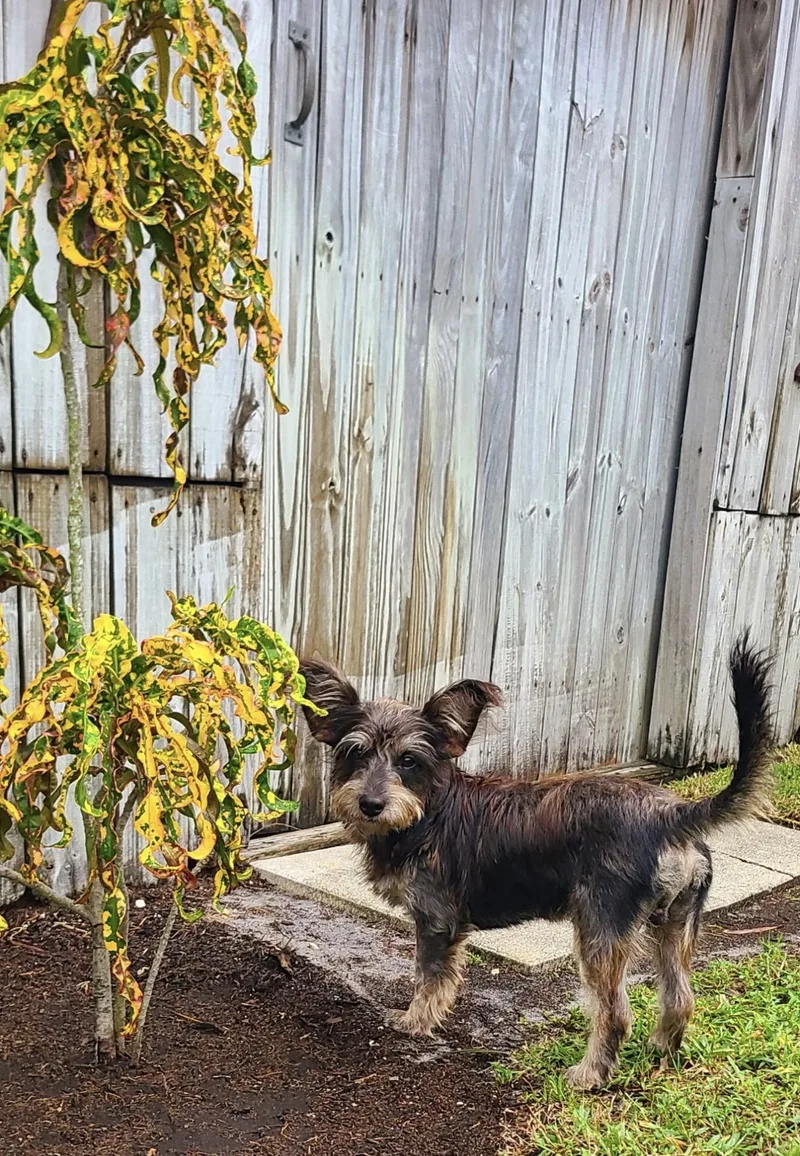 A young small-sized male Schnauzer dog named Louie for adoption in Lake Worth, FL