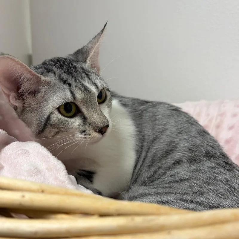 A baby medium-sized female Gray / Blue / Silver Domestic Short Hair cat named Elvira for adoption in Henderson, NV