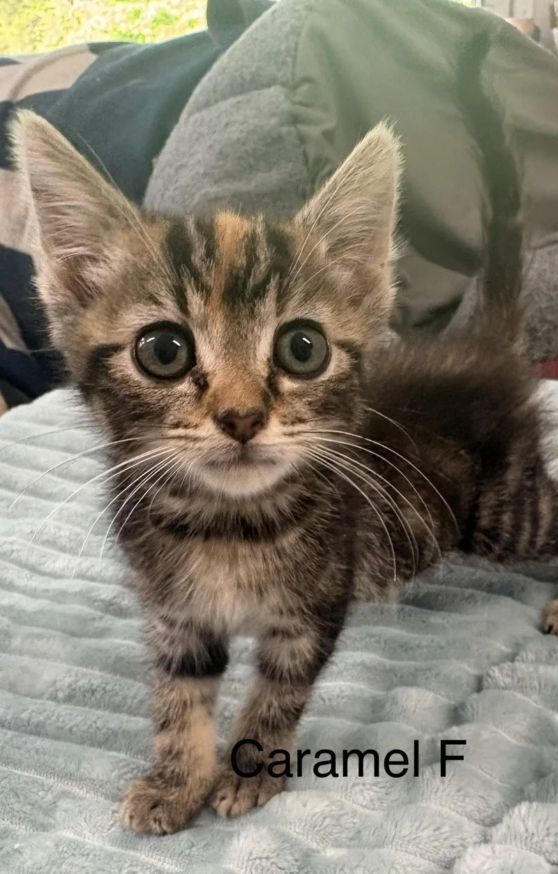 A baby medium-sized female Domestic Short Hair cat named Caramel for adoption in White Bluff, TN