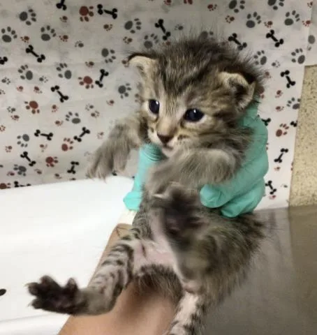 A baby small-sized male Domestic Short Hair cat named Tex for adoption in Riverside, CA