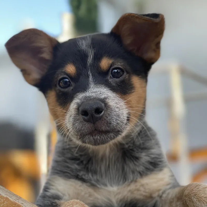 An adult medium-sized male Black Cattle Dog dog named Forrest for adoption in Sacramento, CA