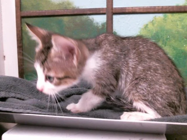 An adult small-sized male Domestic Short Hair cat named Sasuke for adoption in Houston, TX