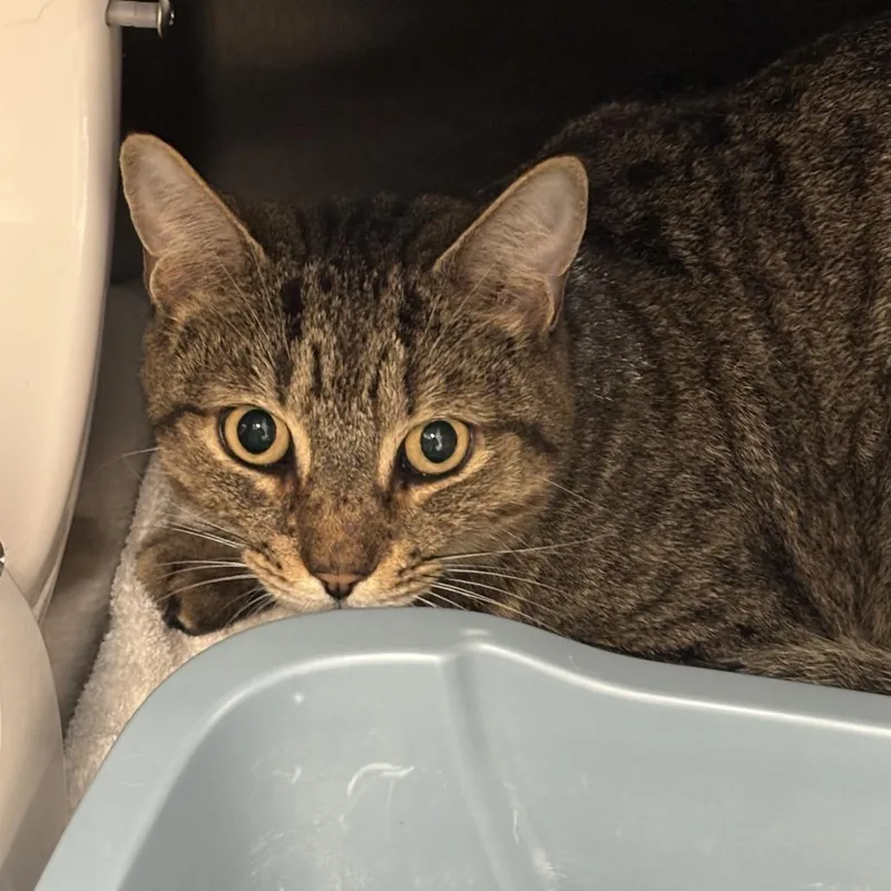 An adult medium-sized male Brown / Chocolate Domestic Short Hair cat named Kosmo for adoption in Baltimore, MD