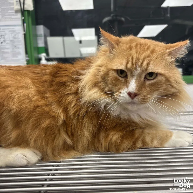 Handsome thumbnail 2