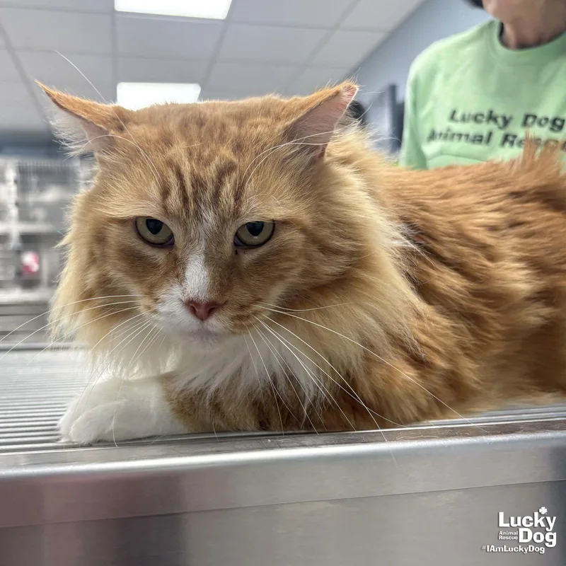 Handsome thumbnail 3