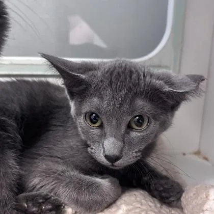 A young small-sized female Domestic Short Hair cat named Pepsi for adoption in Janesville, WI