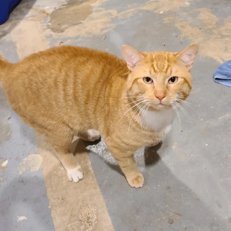 A young small-sized male Orange / Red American Shorthair cat named Luka for adoption in Rochester, MN