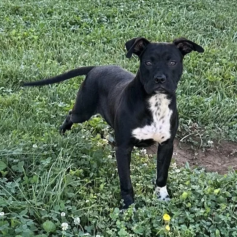 A young medium-sized male Black Pit Bull Terrier dog named Dapper for adoption in Potomac, MD