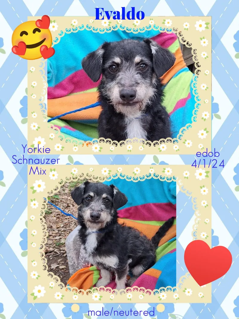 An adult small-sized male Black Yorkshire Terrier dog named Evaldo Wat for adoption in Missouri City, TX