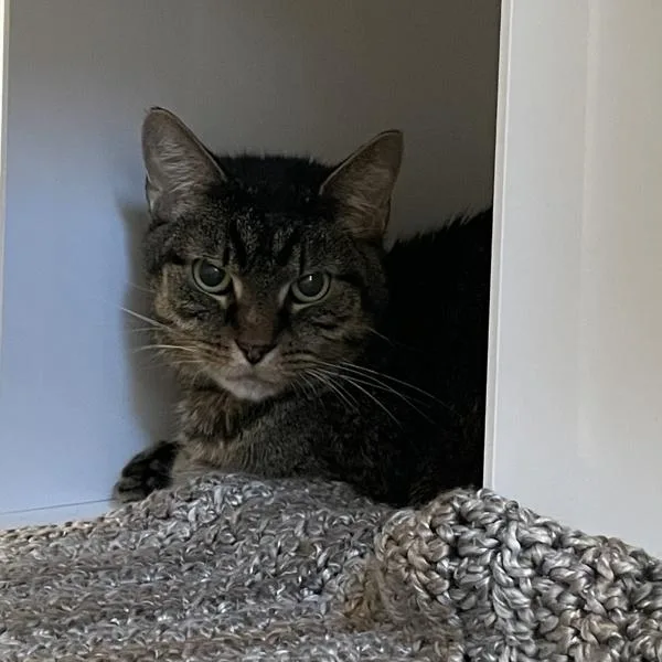 An adult small-sized female Domestic Short Hair cat named Missy for adoption in Des Moines, IA