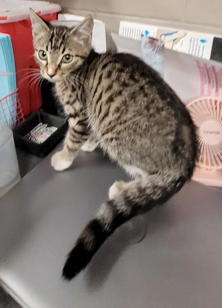 A baby small-sized male Domestic Short Hair cat named Mako for adoption in Hopkinsville, KY