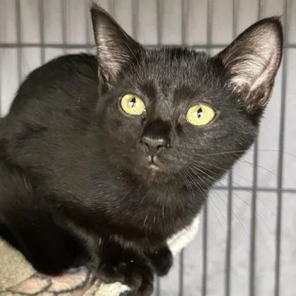 A baby small-sized female Domestic Short Hair cat named Rachel $ for adoption in Seneca, SC
