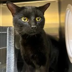 A young medium-sized male Black Domestic Short Hair cat named Bcas Butters for adoption in Abingdon, MD