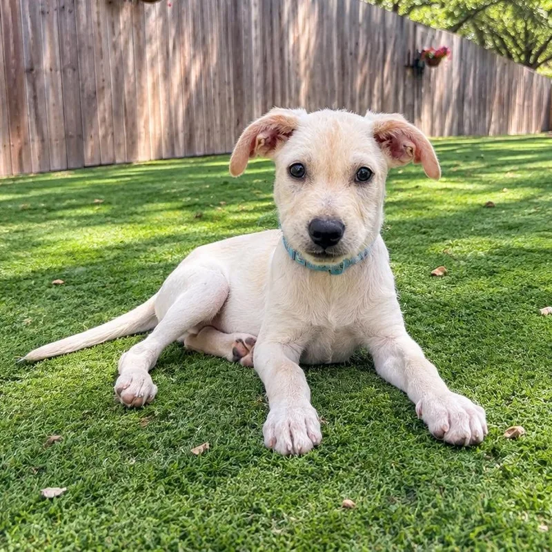 A young medium-sized male Yellow / Tan / Blond / Fawn Labrador Retriever dog named Hayes for adoption in Corpus Christi, TX