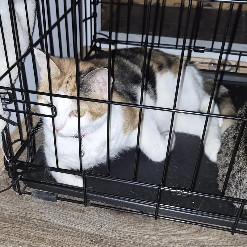Mamas
